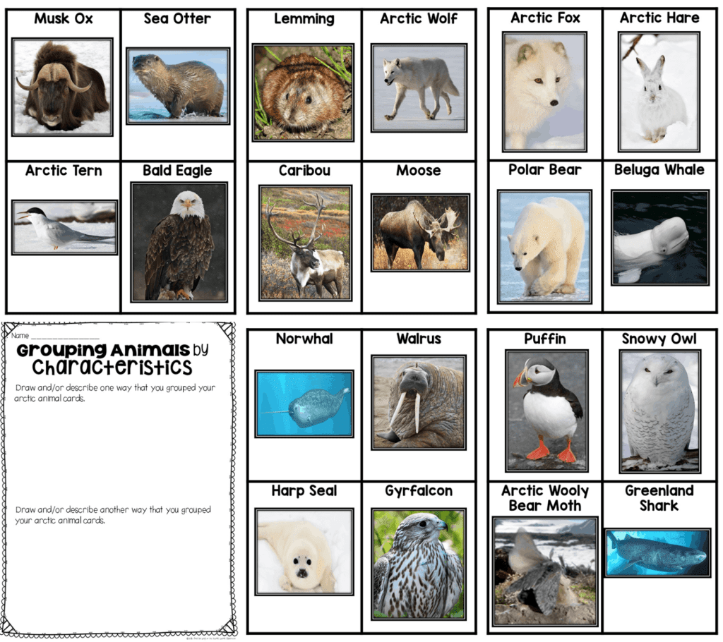 Free Printable 3 Part Cards About Arctic Animals Arct - vrogue.co